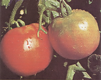 Ripening nicely on the vine.